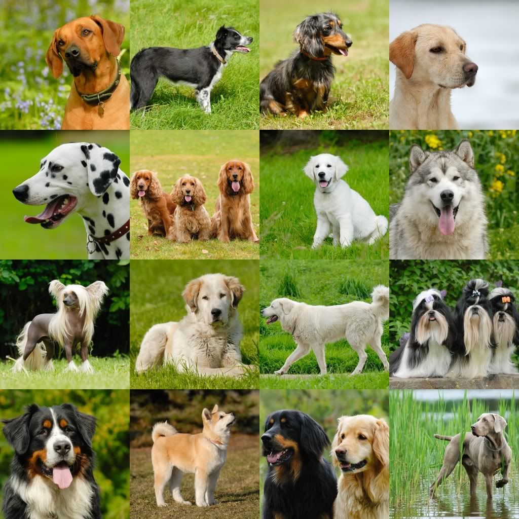 Dog Collage