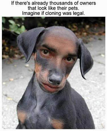 funny-cloning-pets-picture-ugly-dog.jpg