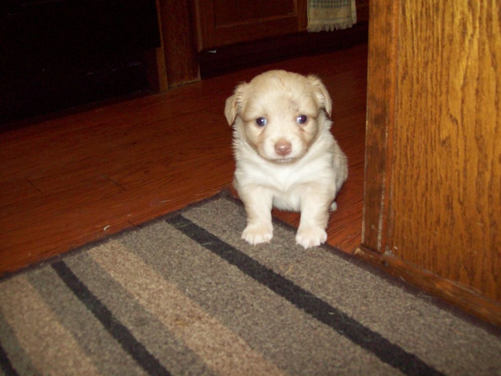 dahlia 4 weeks old