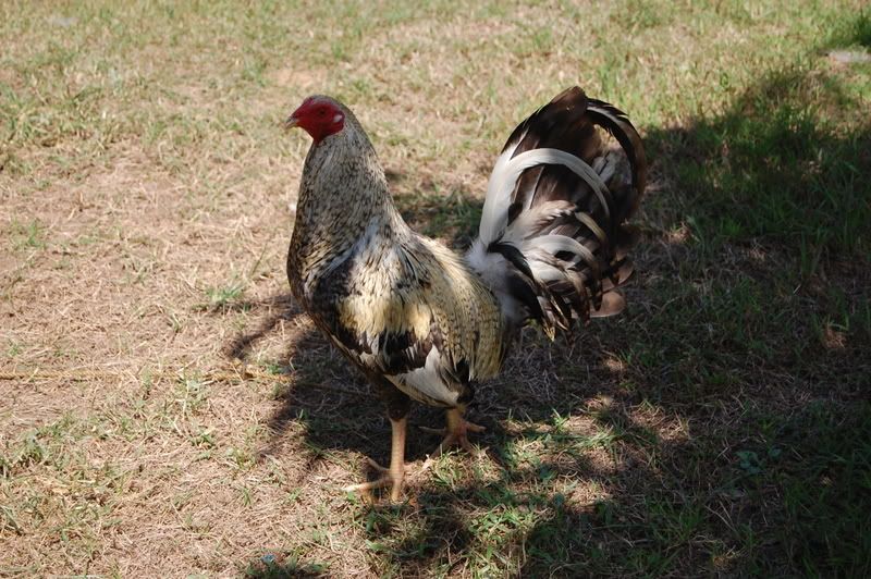 Ang+Manok+Kong+Bulik Ang Manok Kong Bulik http://www.sabong.com.ph/forum/showthread.php?p ...