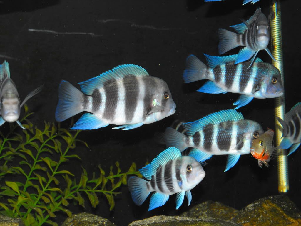 Red Frontosa Cichlid