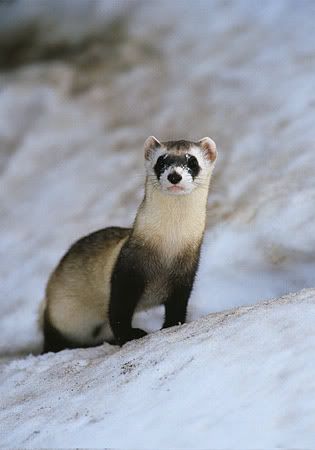 Forum Image: http://i441.photobucket.com/albums/qq134/Falcon_of_Fakku/black-footed-ferret.jpg