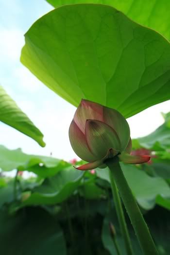 http://i441.photobucket.com/albums/qq135/happy2133/_MG_0574.jpg