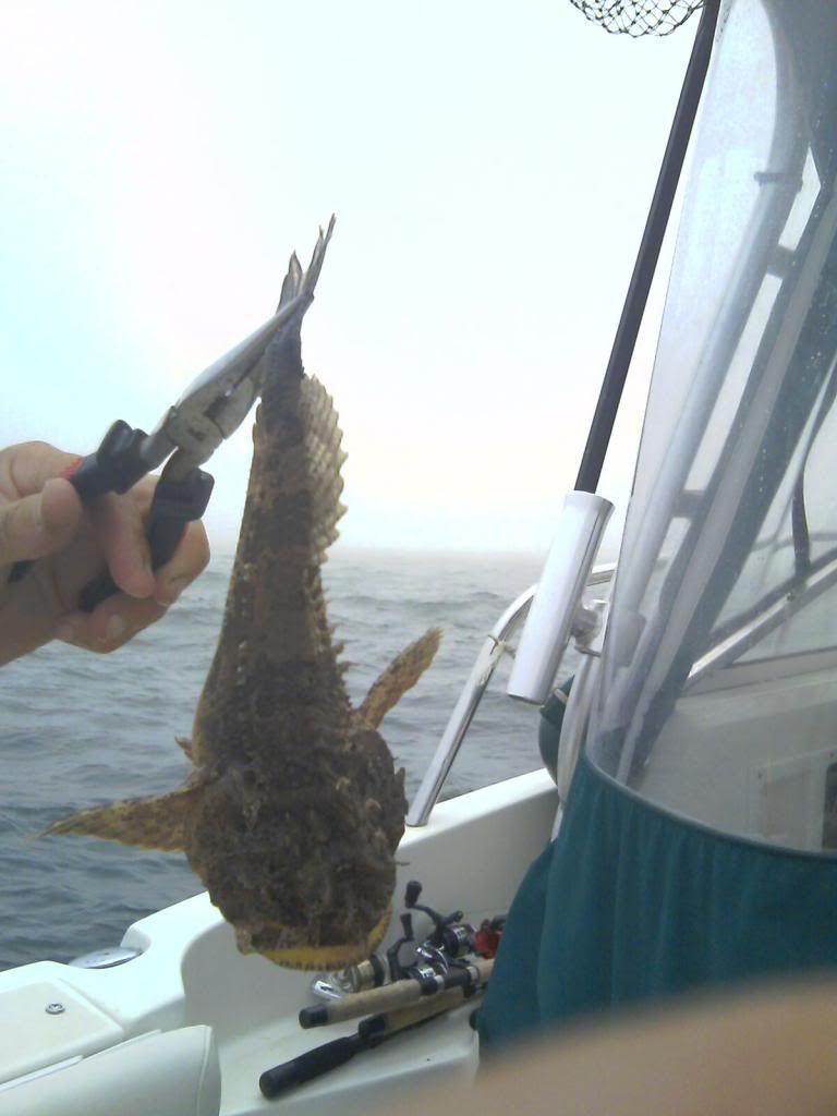 Baby Monkfish