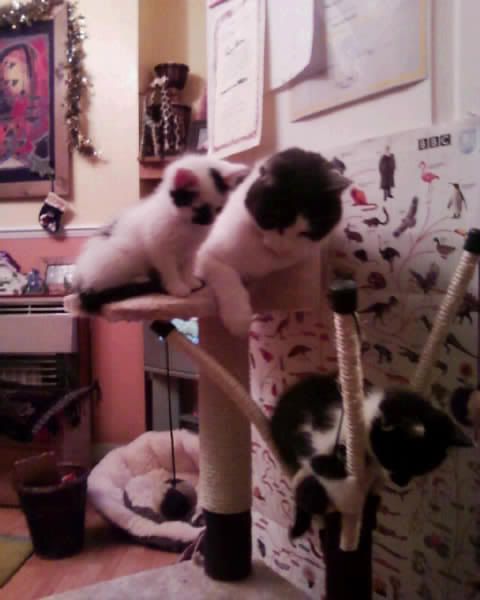 cats1.jpg