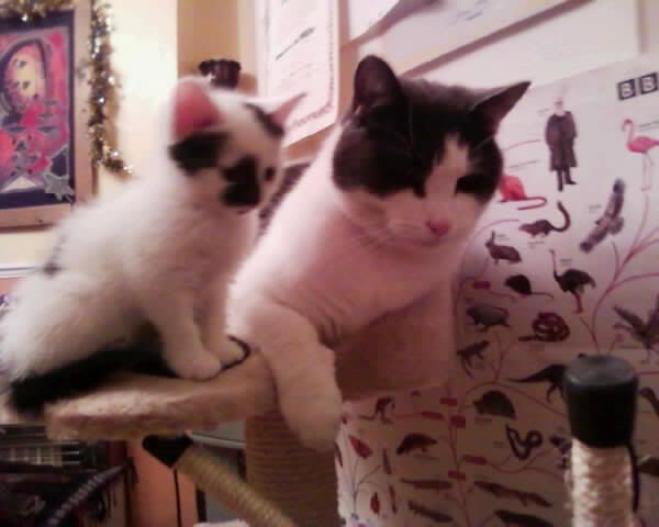 cats2.jpg