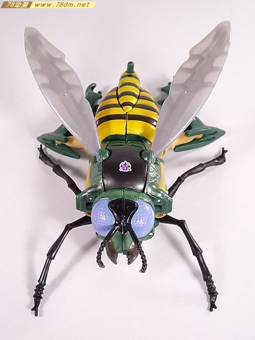 变形金刚超能勇士10周年系列玩具 Waspinator 黄蜂