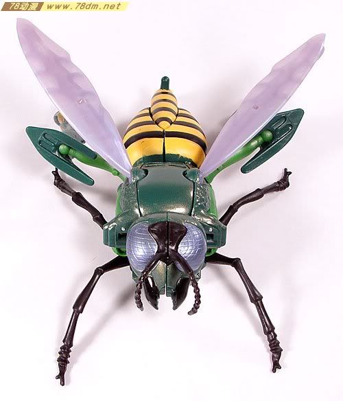变形金刚超能勇士10周年系列玩具 Waspinator 黄蜂日版