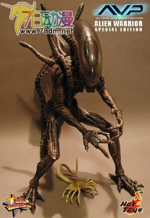 HOT TOYS 美系玩具专区 AVP 异形大战铁血战士 16寸棕色异形限定版