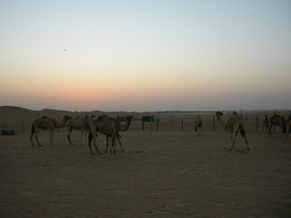 DesertSafari-CamelCamp2.jpg