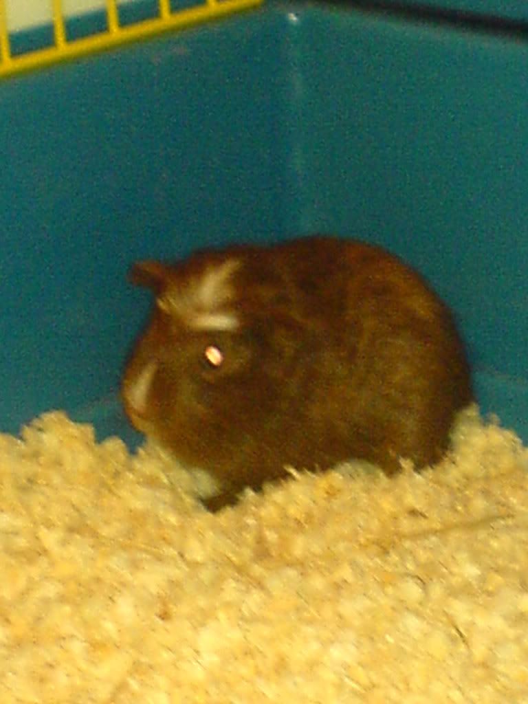 Piggys023.jpg