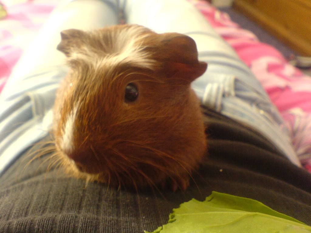 Piggys027.jpg