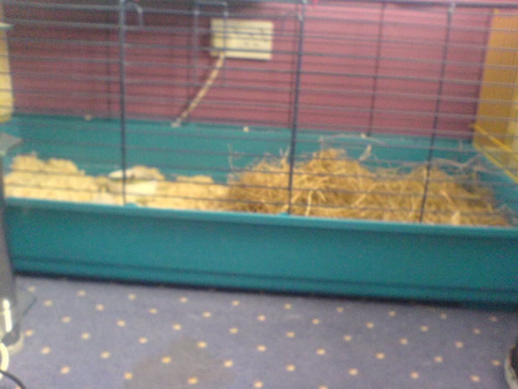 Piggys028.jpg