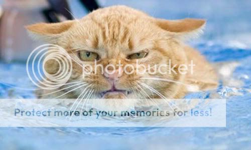 cat-in-pool.jpg